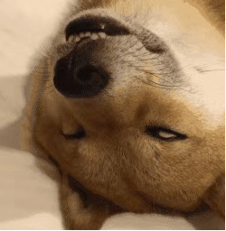 狗狗奇葩睡姿大赏：哈哈哈哈看一次笑一次！