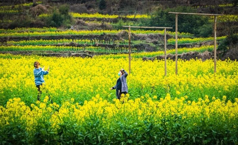 奉化大堰西畈油菜花