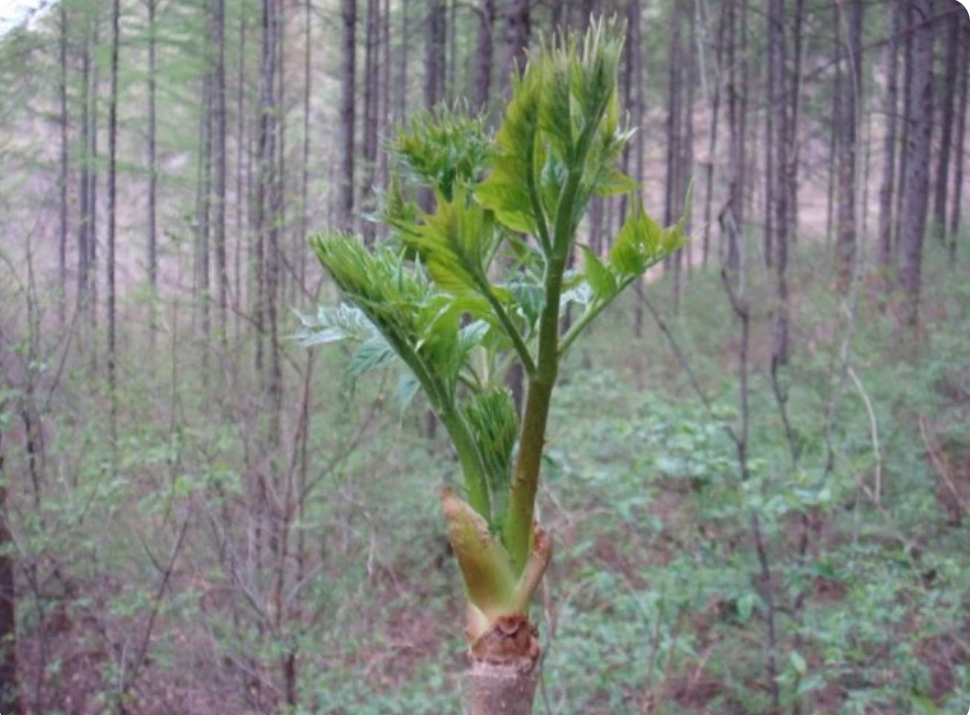 纯绿色食品山林里最美味6大野菜,你吃过吗?_鹿耳韭