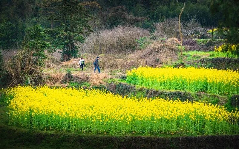 奉化大堰西畈油菜花