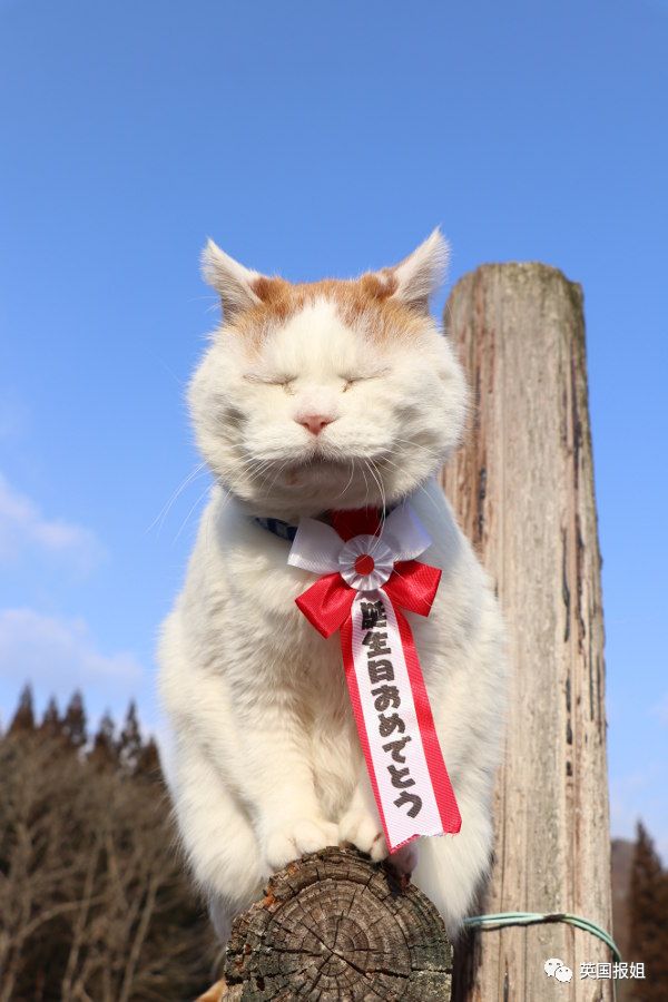 一只日本土猫的离世，为何让中国网友哭崩了