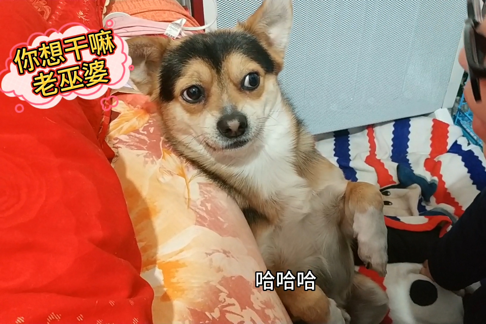 小黑小黄的幸福狗生