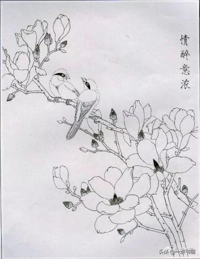 玉兰花工笔白描画稿分享