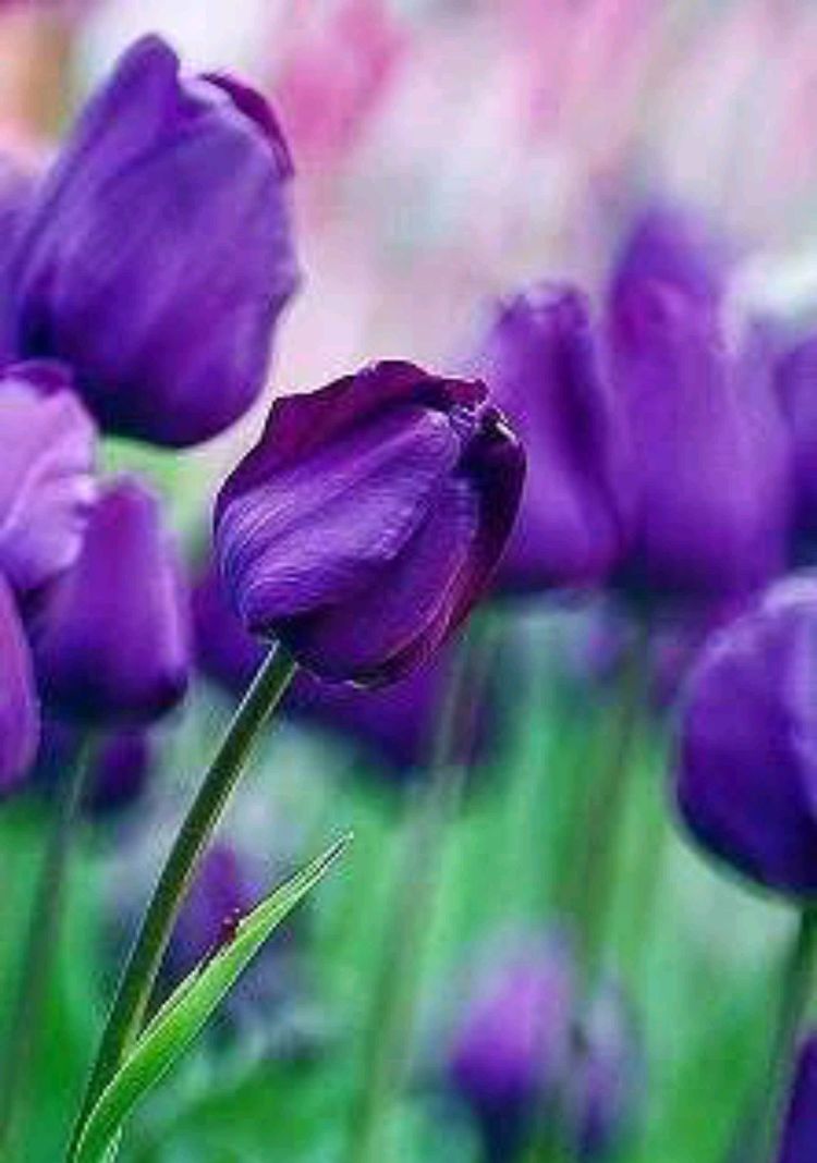 紫色郁金香的花语:高贵的爱,无尽的爱 ,最爱 永不磨灭的爱情,永恒的爱