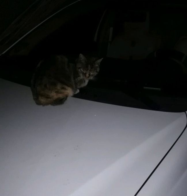 主子：爱在主子汽车上过夜。网友养了只奇葩猫