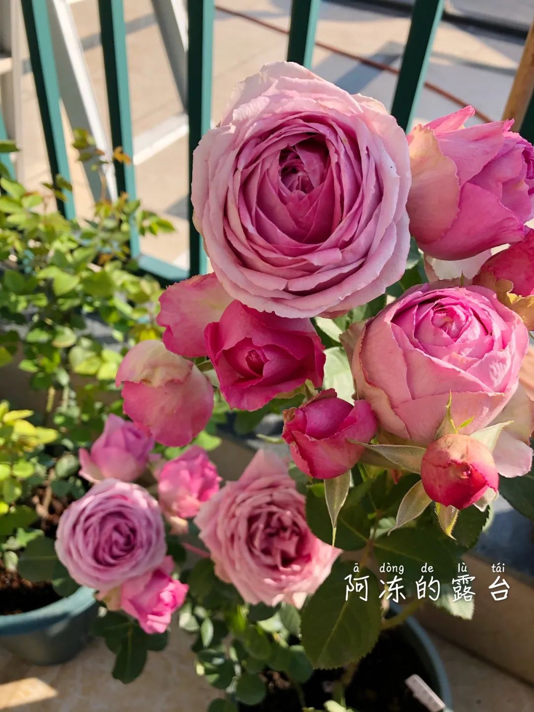 薰衣草蕾丝