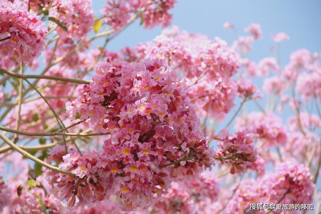 3月,广州秋色突然刷爆朋友圈!简直让人欲罢不能!