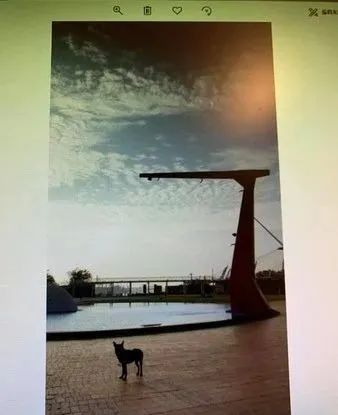 网友翻8年前的旧照片时，意外看到了刚领养的狗…