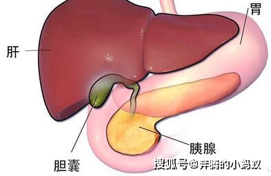 没胆汁怎么办