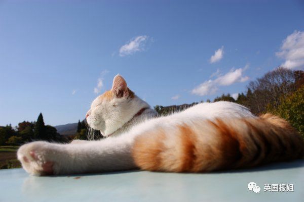 一只日本土猫的离世，为何让中国网友哭崩了