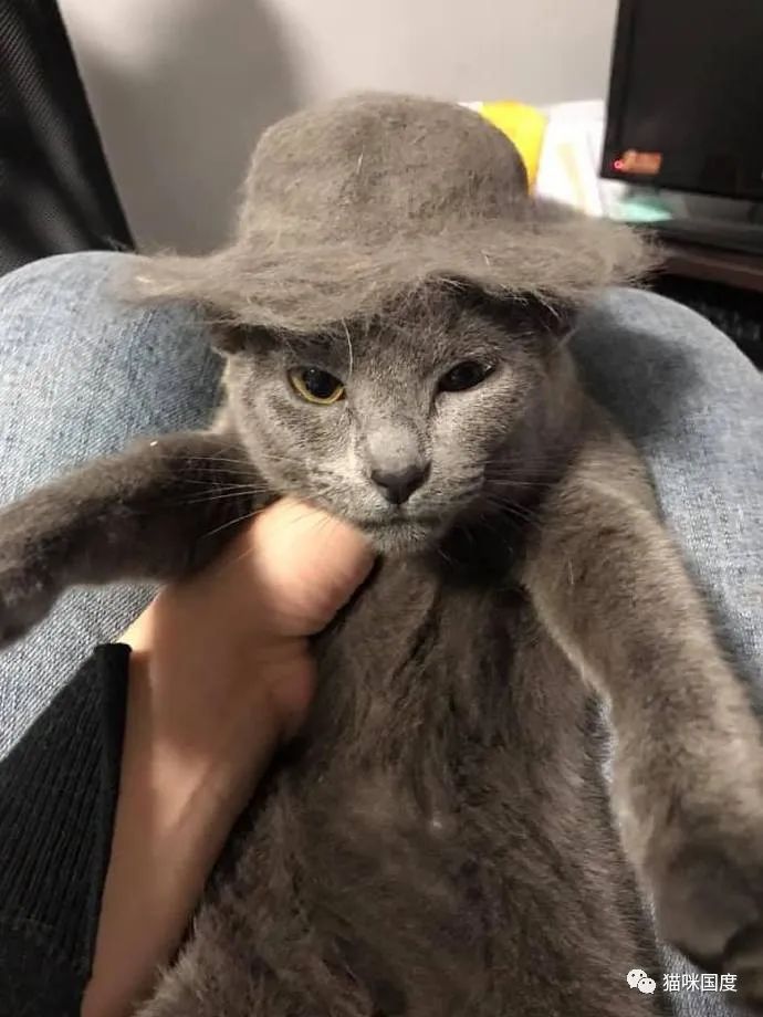 宠物猫掉毛怎么解决 883019d2037843b89ffea5cd7bf6ca1d.jpeg