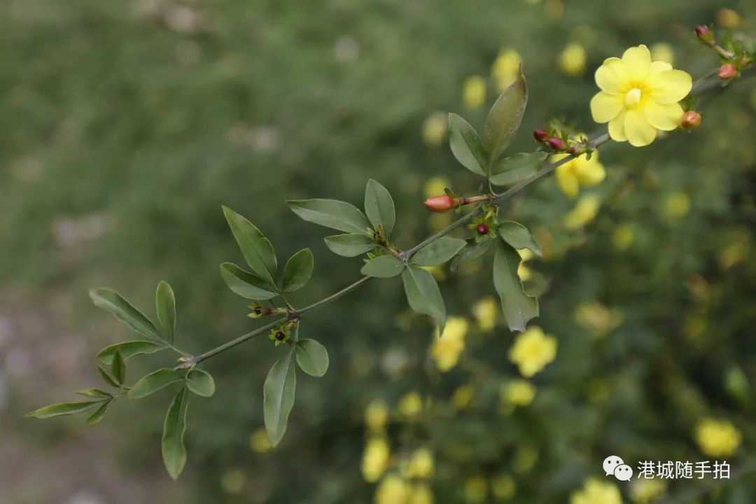 每日随拍一片野迎春