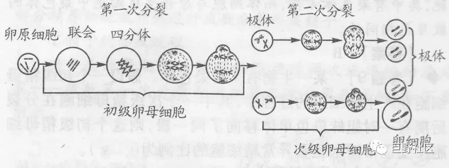 ①都是性细胞(配子)②都经减数分裂产生 2 ,不同点: ①卵原细胞两次