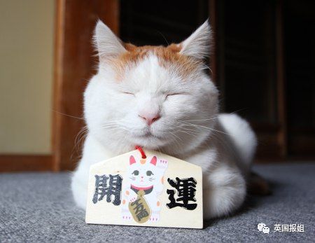 一只日本土猫的离世，为何让中国网友哭崩了