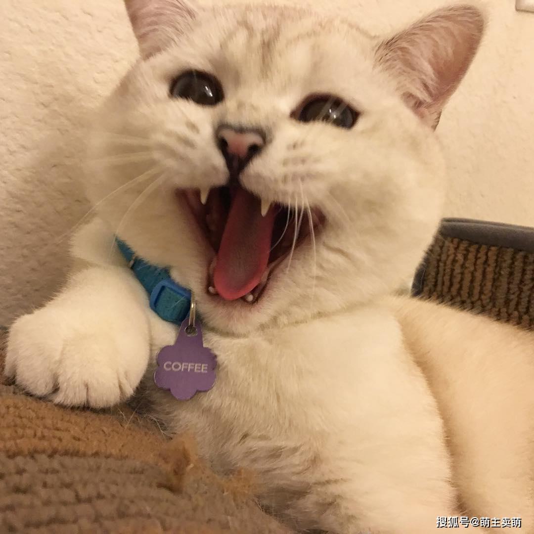 生活终于还是对我这只可爱的小咪咪的脖子下手了!