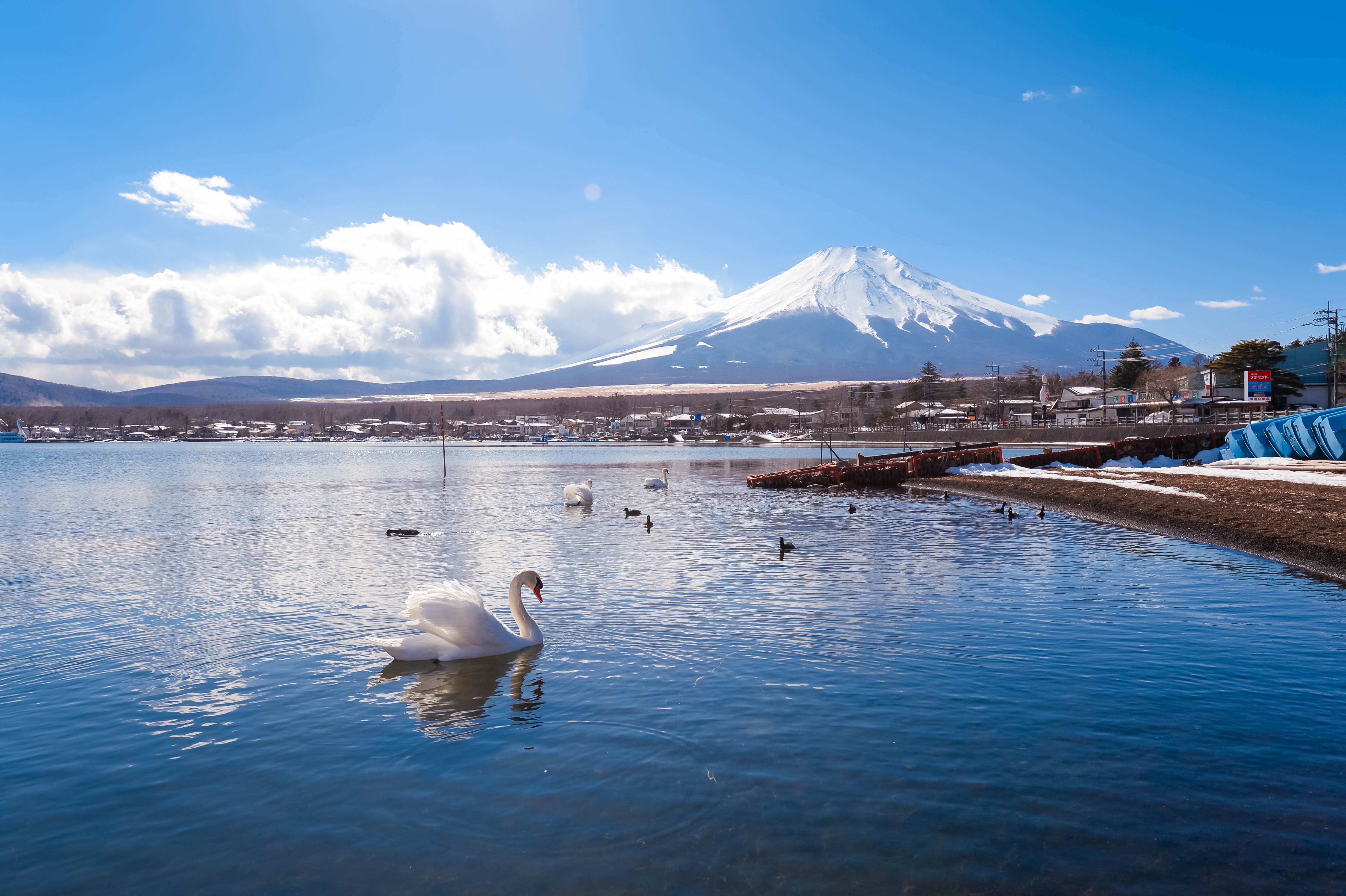 天鹅与雪山共舞 这里是富士山下最美的地方 山中湖