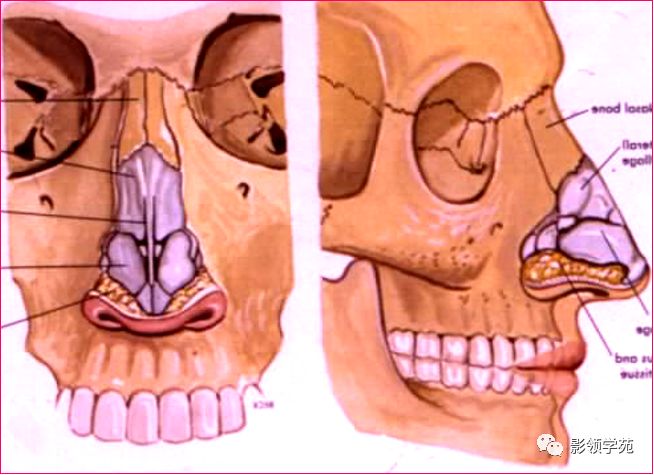 泪囊鼻中隔额骨鼻部上颌骨额突鼻骨邻近骨性结构两面,四缘上端窄,厚