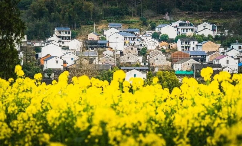 奉化大堰西畈油菜花