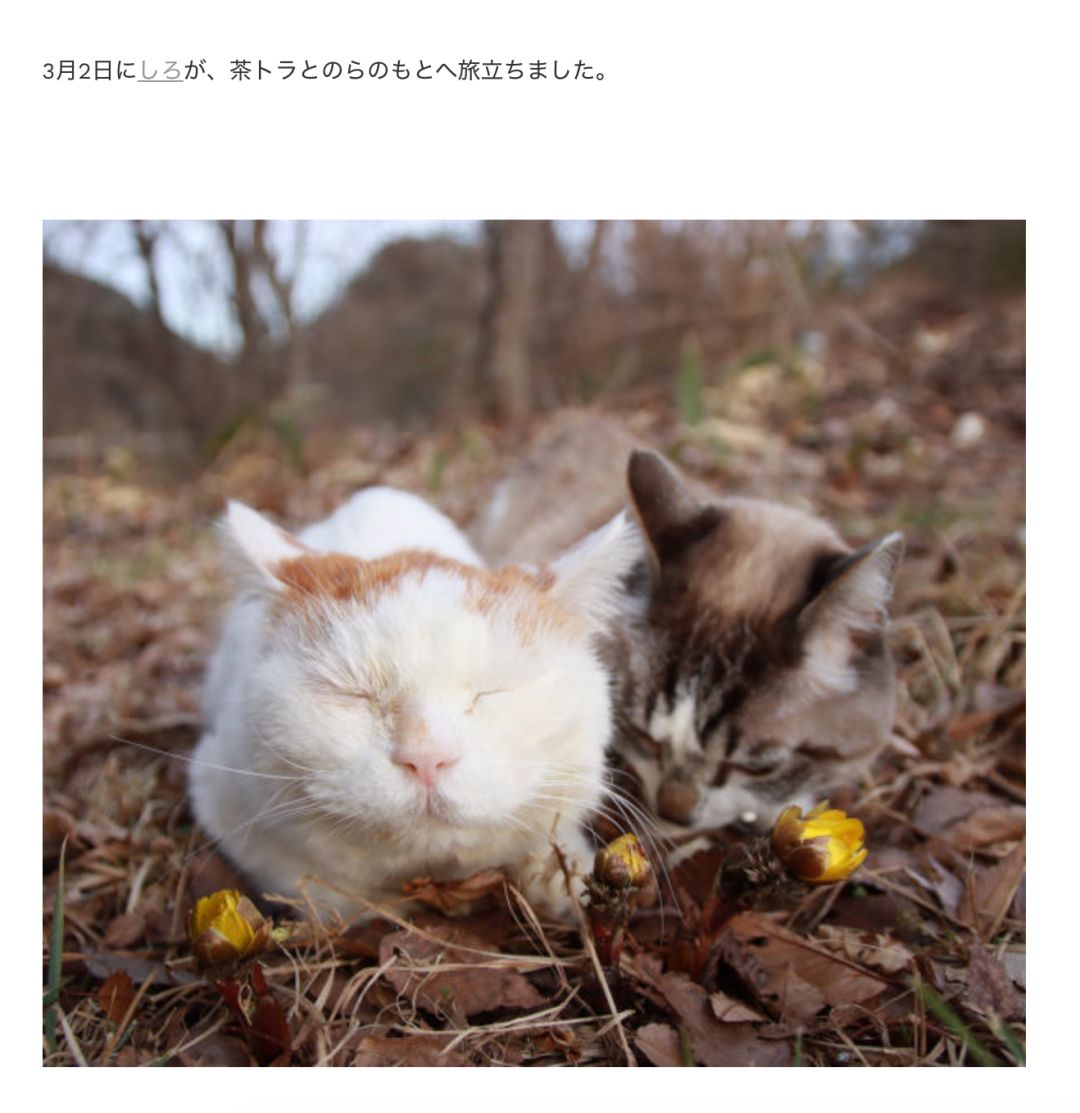 猫叔，去世了…