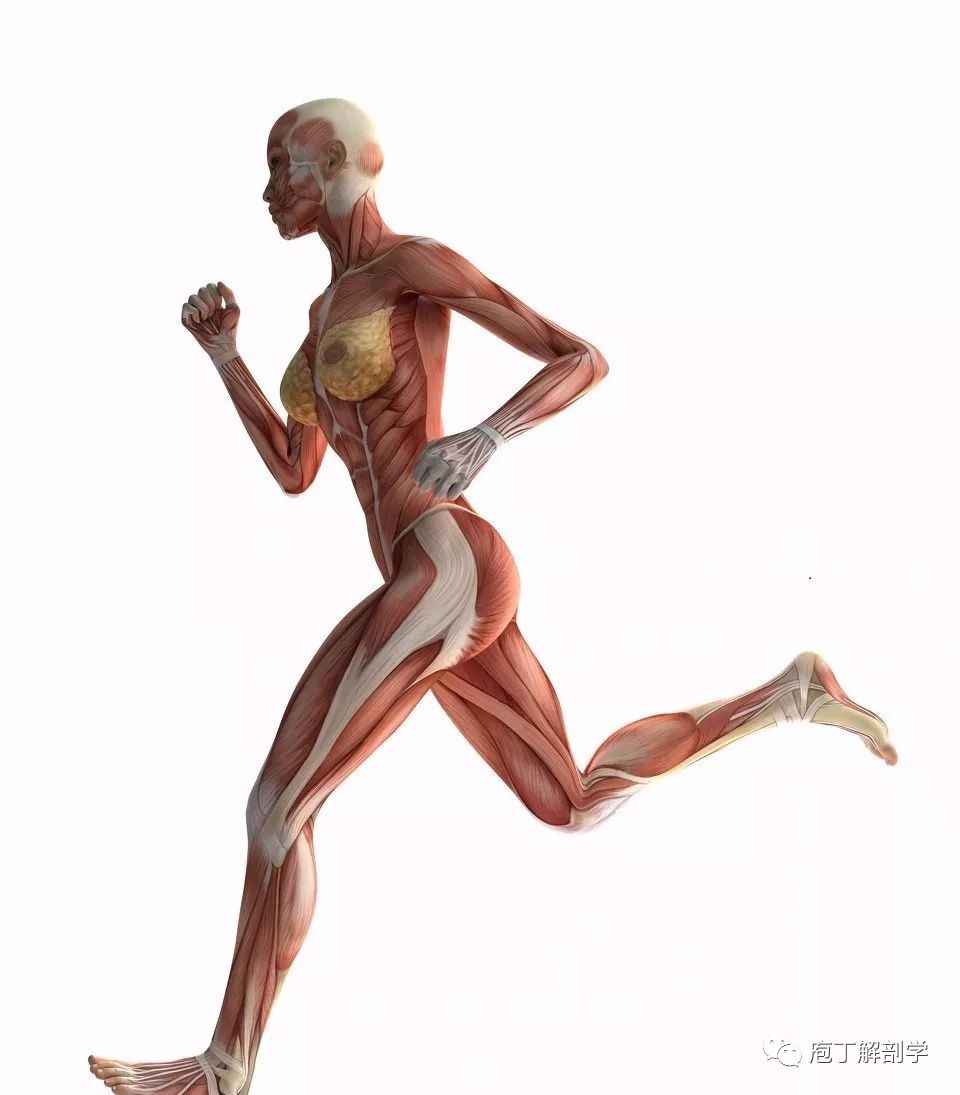 运动系统,执行躯体的运动功能,包括人体的骨骼,关节(骨连结)和骨骼肌