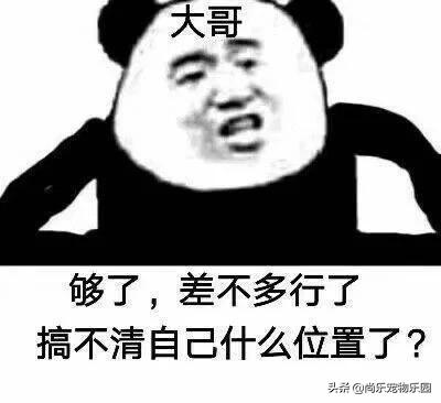我该怎么办表情包 98eeaedd5a5849d1935d03f56108a970.jpeg