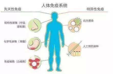 什么是基础代谢和基础代谢率 9ed44df7e6b04301b152e5f727f2793c.jpeg