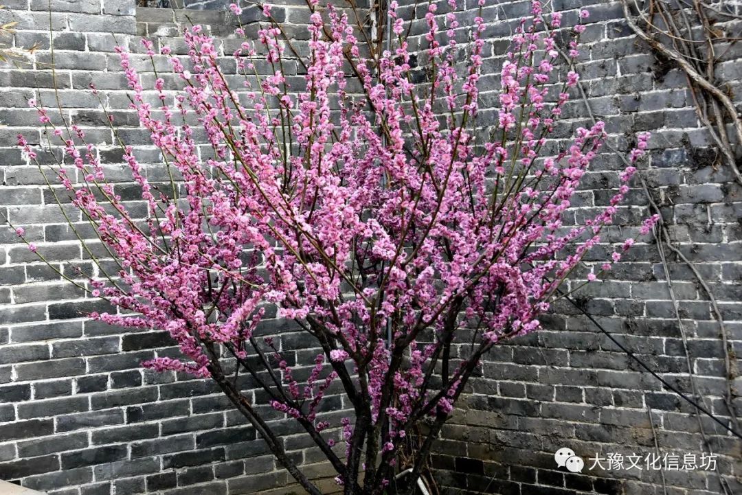 墙角梅花独暄妍,占尽风情燃羲缘.