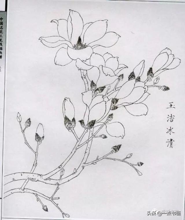 玉兰花工笔白描画稿分享