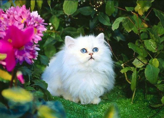 猫中王妃