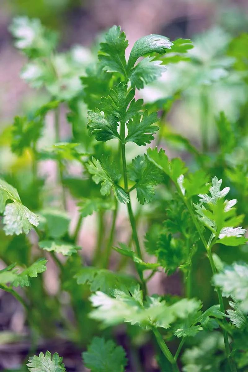 听专家说:这个季节种什么好?