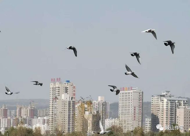 商洛市区人口_秦岭最美是商洛, 究竟美在哪 山清水秀, 风景如画(2)