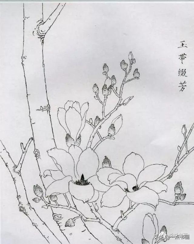 玉兰花工笔白描画稿分享