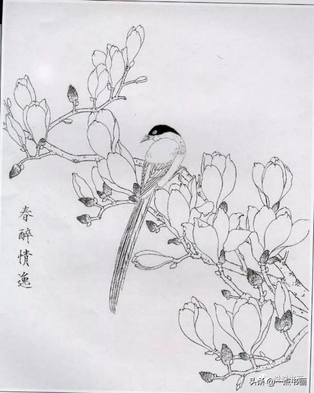 玉兰花工笔白描画稿分享