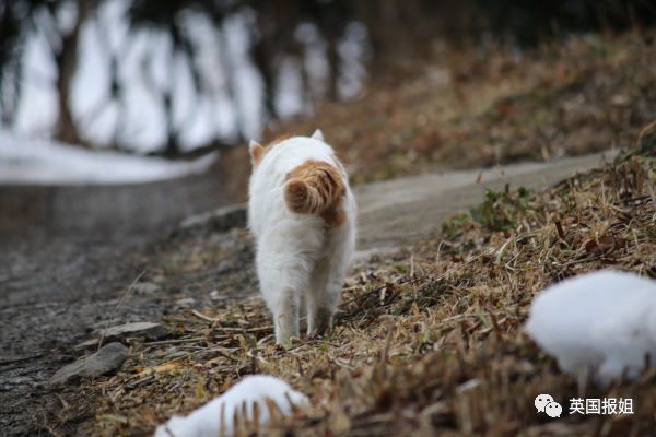 一只日本土猫的离世，为何让中国网友哭崩了