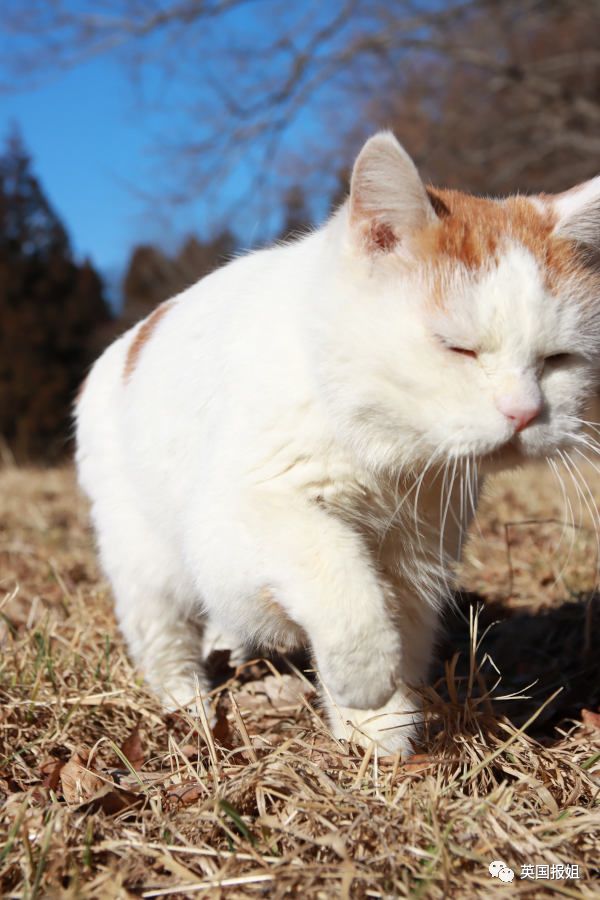 一只日本土猫的离世，为何让中国网友哭崩了