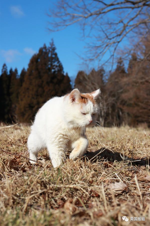 一只日本土猫的离世，为何让中国网友哭崩了