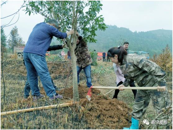 巡田乡开展"联村建绿"义务植树活动