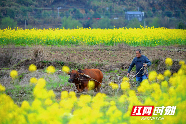 时节,田间地头,果园大棚,翻耕除草,修剪施肥,春耕春播正如火如荼地进