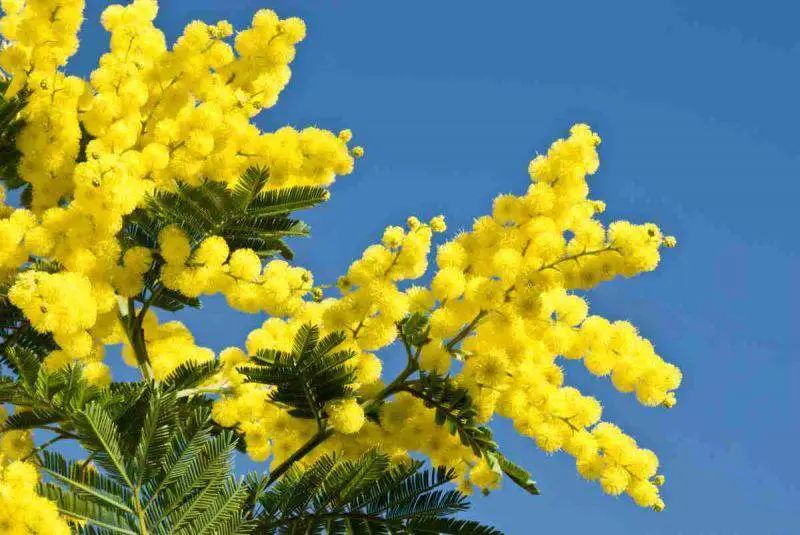 这就是意大利人在3月8日这天会送给女性一束mimosa金合欢花.