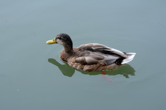e4c8bef2b9a34007b34ad4287d0d174a.png