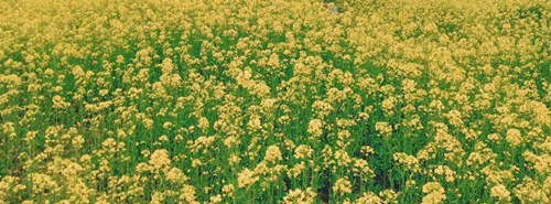 壁纸 成片种植 风景 植物 种植基地 桌面 500_185 gif 动态图 动