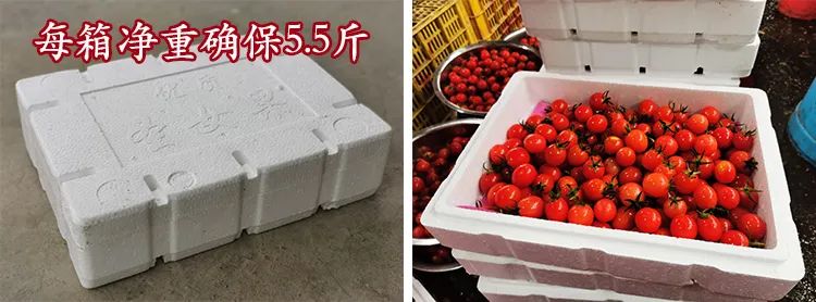 20万吨圣女果要烂在地里了大家帮帮忙199元5斤包邮到家