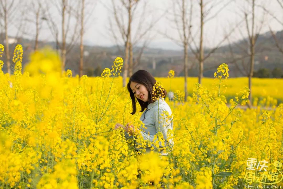 黄黄黄黄黄了!全重庆最美油菜花都在这儿!