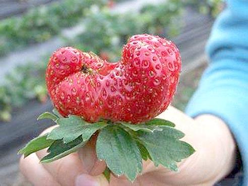 草莓形状不均匀,畸形,是被激素催大的?并不是,可以放心吃_品种