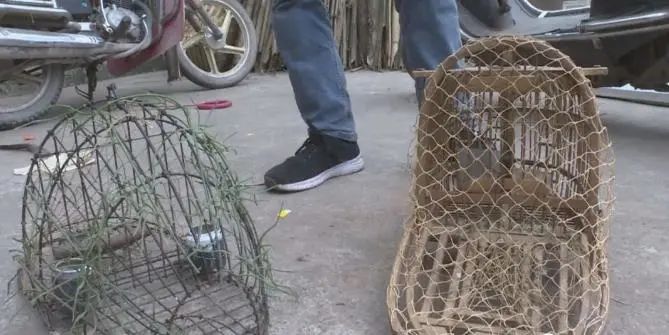 触目惊心男子吃猫头鹰治病冰箱里还有