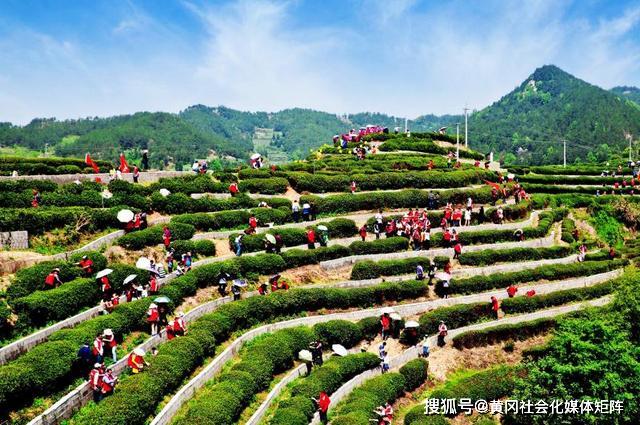 又到三月闻茶香产茶大县湖北省英山县的茶业自救