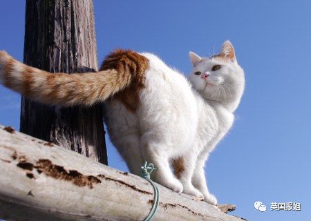 一只日本土猫的离世，为何让中国网友哭崩了