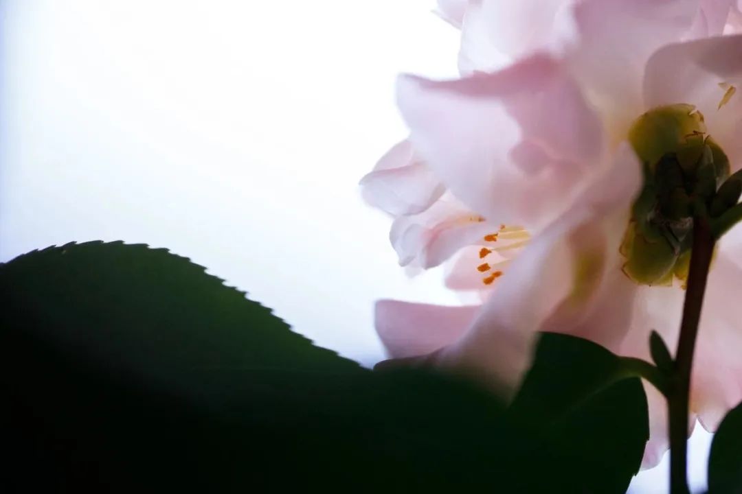 056e1371db2c4bf78efd5af63162a720.jpeg