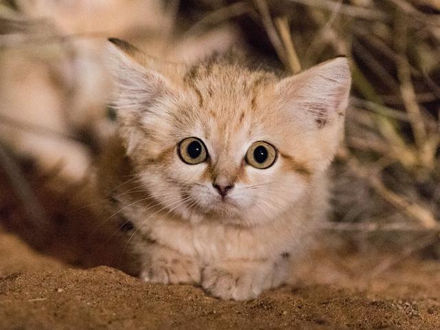 哪种猫是小型猫 111b57ffd7d74952bd7a32099182d188.jpeg