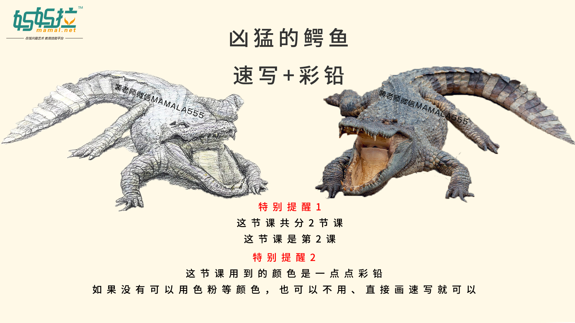 妈拉艺术学院裴俊飞老师中央美院速写动物之鳄鱼